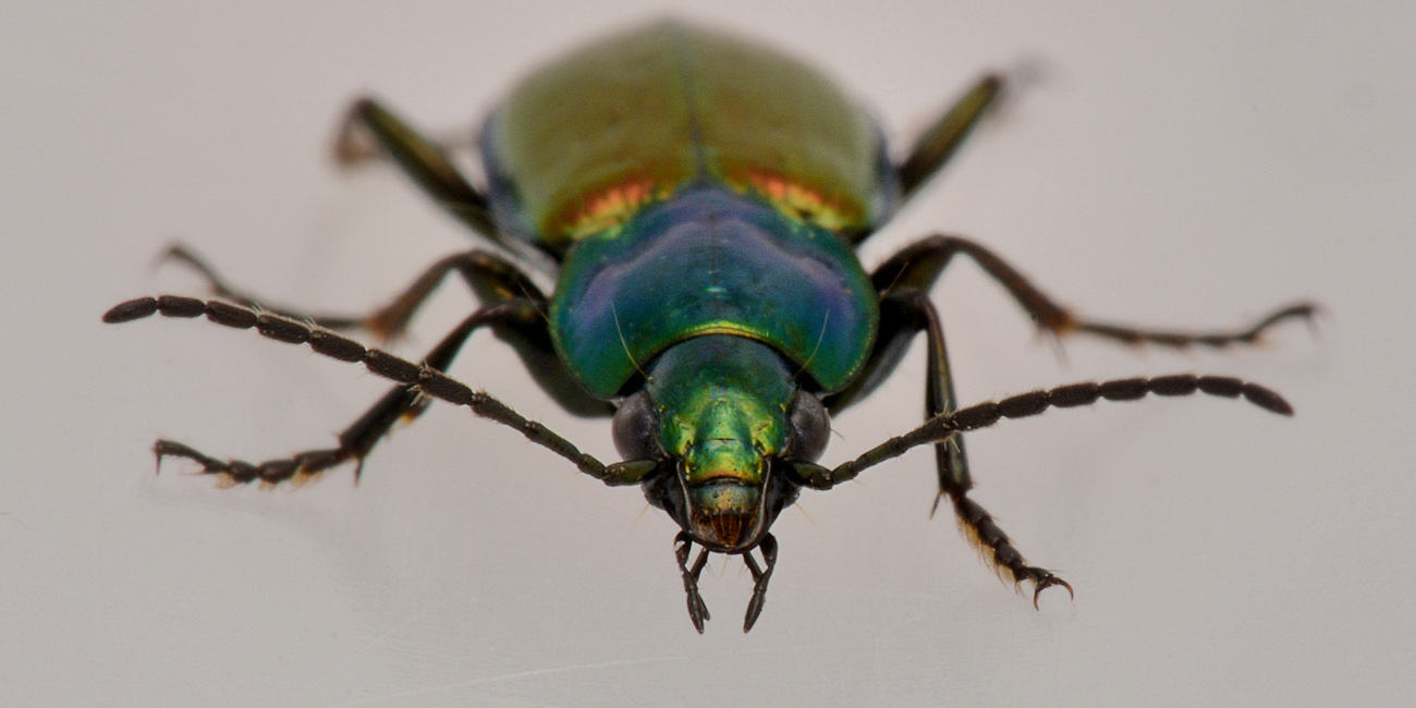 Carabidae: Agonum sexpunctatum